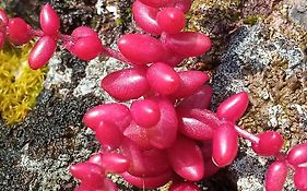 Arcamyrtus